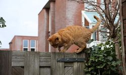 Kediler Kaybolduklarında Evin Yolunu Nasıl Bulur?