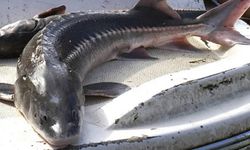 Bolu'daki Su Ürünleri İstasyonunda İlk Kez Mersin Balığı Üretildi