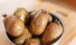 Filizlenmiş Patates Yenir mi? Zararları Nelerdir?