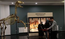 Sivas’taki Tabiat Müzesi Ziyaretçilerin İlgisini Çekiyor
