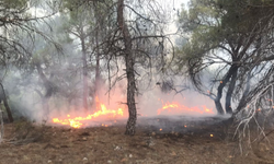 Beypazarı'ndaki Orman Yangını Söndürüldü