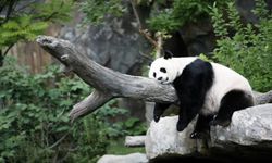 Çin’in Yumuşak Gücü: Panda Diplomasisi