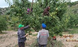 Ankara Çubuk'ta Armut Hasadı Erken Başladı