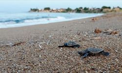 Türkiye'de Binlerce Caretta Caretta Denizle Buluştu