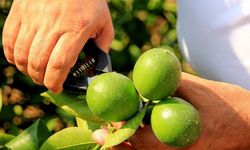 Mersin'de ‘Erkenci Limon’ Hasadı Coşkuyla Başladı