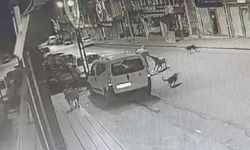 Ordu'da Sahipsiz Köpeklerin Saldırısı Kameralara Yansıdı