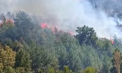 Alanya'da Korkutan Zirai Alan Yangını Söndürüldü