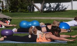 Ankara’da Köpeklerle Pilates Etkinliği