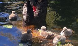 Kuğulu Park’ta Bayram Neşesi: 5 Yavru Kuğu Suyla Buluştu