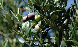 Zeytin ve Zeytinyağında Rekor Üretim Bekleniyor!