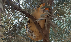 Adana'da Şok Olay! Zeytin Ağacında Uyuşturucu Hap Bulundu