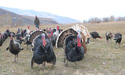 Yılbaşı Hindileri Satışa Çıktı! Kilosu 4 Bin Lirayı Buluyor