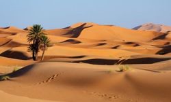 Fas Çöllerinde Altın Arayışı Sonuç Verdi