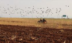 Şanlıurfa'da Yağışların Gecikmesi Tarım Takvimini Etkiledi