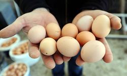 Yumurta İhracatı Ticaret Bakanlığı'nın İznine Bağlandı