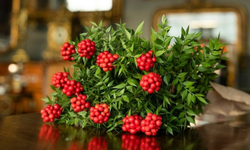 Kokina Çiçeğinin Bakımı Nasıl Olmalıdır? Adım Adım Uygulama Rehberi