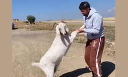 Keçiören'de Barınaktan Çalınan Hamile Keçiler Kesilmiş Bulundu