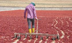 Gaziantep’ten 50 Ülkeye Pul Biber İhracatı