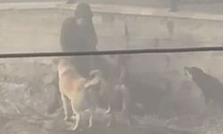 Mamak'ta Başıboş Köpekler Hamile Kadına Saldırdı