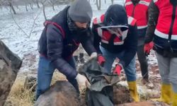 Şanlıurfa’da Jandarmadan Silah Kaçakçılarına Darbe: 9 Gözaltı