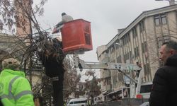 Beypazarı Caddelerindeki Ağaçlar Budandı