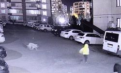 Diyarbakır’da Sahipsiz Köpek Dehşet Saçtı! Yaralılar Var