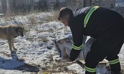 Etimesgut Belediyesi’nden Sokak Hayvanlarına Destek!