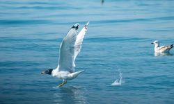 Kuş Gözlemcileri ve Fotoğrafçıları Mersin’de Bir Araya Geldi