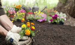 Çiçeklerinizin Daha Sağlıklı Büyümesi için Toprak Seçimi Nasıl Olmalıdır?