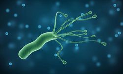 Helicobakter Pylori Nedir? Nasıl Bulaşır?