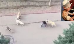 Isparta’da Köpek Saldırısına Uğrayan 9 Yaşındaki Çocuk Yaralandı