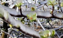 Meteoroloji’den Çiftçilere Uyarı! İç Anadolu’da Zirai Don Bekleniyor