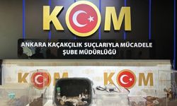Ankara Merkezli 5 İlde Operasyon: 96 Egzotik Hayvan Ele Geçirildi