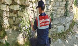 Aydın’da Tüylü Çan Çiçeği Koruma Alarmı