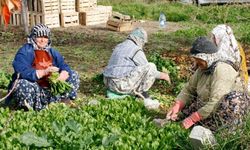 Beypazarı'nda Tarım İşçilerinin Yevmiye Ücreti Belli Oldu