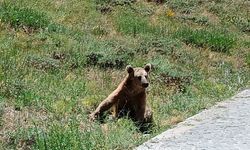 Bitlis’te Bozayı Uyarısı: Nemrut’a Gidecekler Dikkat!