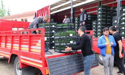 Kahramankazan’da 500 Çiftçiye 850 Bin Sebze Fidesi