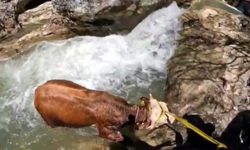 Kastamonu’da Kanyonda Mahsur Kalan Tosunu AFAD Kurtardı