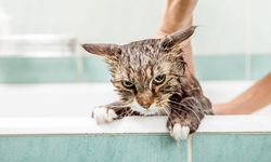 Evde Kedi Nasıl Yıkanır?