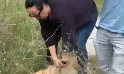 Ankara’da “Köpek Toplama” Operasyonu Olaylı Bitti
