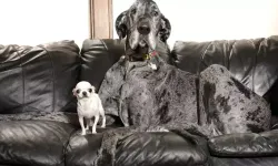 Dünyanın En Uzun ve En Kısa Köpeği Aynı Karede