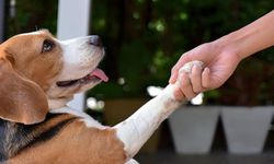Köpekler Nasıl Eğitilir?