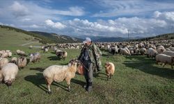 Küçükbaş Hayvan Yetiştiricilerine 3,9 Milyar Liralık Destek