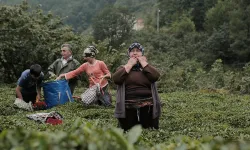 Kuş Dili Nedir?
