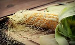 Mısır Püskülü Çayı Faydaları Nelerdir?