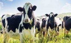 Rüyada İnek Görmek Ne Anlama Gelir?
