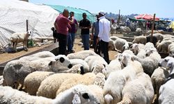 Ankara'da Kurban Kesimleri İkinci Günde de Devam Etti
