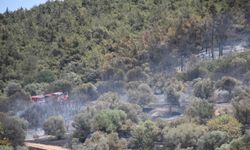 Foça’da Orman Yangınıyla Mücadele Sürüyor: 4 Gözaltı