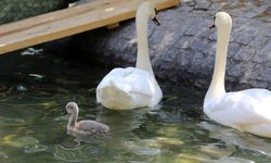 Kuğulu Park'ta Doğan Yavru Kuğunun İsmi ‘Parla’ Oldu
