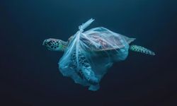 Plastiği Hayatınızdan Çıkarın: Uzmandan Uyarı
